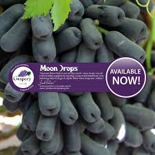 Pin On Moon Drops