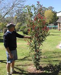 It rarely needs watering except in severe drought and will grow quite happily on average ground without. Photinia Hedges Plants Trees 2018 Growers Guide