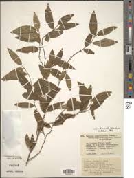 Image result for Rinorea angustifolia