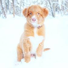 Roxy Nova Scotia Duck Tolling Retriever Puppy Winter Snow Nova Scotia Duck Tolling Nova Scotia Duck Tolling Retriever Winter Puppy