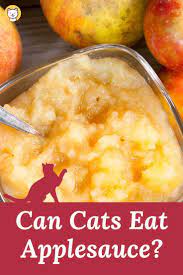 Can Cats Eat Applesauce The Answer Will Surprise You Pet Diet Applesauce Food