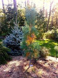 Stowe pillar eastern white pine. Pinus Strobus Stowe Pillar Stowe Pillar Eastern White Pine Conifer Trinomial American Conifer Society