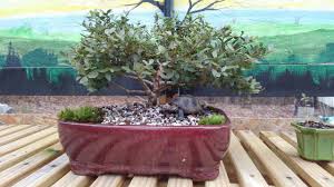 Maybe you would like to learn more about one of these? Making A Bonsai From A Home Depot Nursery Find Youtube