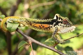 Image result for Chamaeclitandra