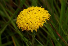 Image result for Gnidia chrysantha