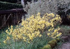 Image result for Baissea viridiflora