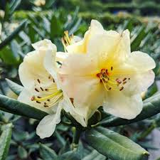 Rhododendron Yellow Saucer Millais Nurseries