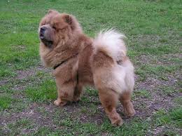Growth Chow Chow Puppy Weight Chart Chow Chow