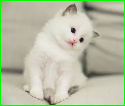 See full list on id.wikihow.com 100 Nama Anak Kucing Jantan Islami Daftarhewan Com