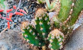 My cactus grows side shoots with roots on them. How To Propagate Cactus A Prickly Process Epic Gardening