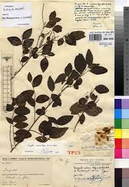 Image result for Dovyalis sp. A