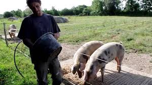 En effet, il s'est converti dans le cochon seulement en 2015, à 33 ans, et a eu la malchance d'avoir sa formation interrompue par un accident. Porc De Bayeux De Plein Air Youtube