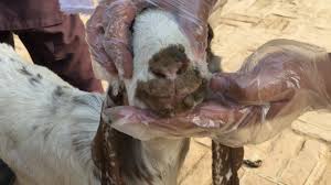 The disease is called contagious pustular dermatitis. Contagious Ecthyma Orf Goat Disease Treatment Skin Disease Dr Murtaza In Urdu Animals Knowledge Youtube
