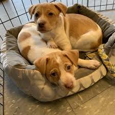 Serving pet parents since 1987! Love At First Sight Pet Adoption Center 10 Photos 24 Reviews Animal Shelters 4423 Murphy Rd Sylvan Park Nashville Tn Phone Number