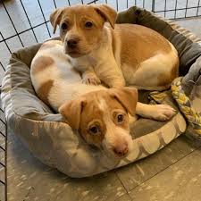 Serving pet parents since 1987! Love At First Sight Pet Adoption Center 10 Photos 24 Reviews Animal Shelters 4423 Murphy Rd Sylvan Park Nashville Tn Phone Number