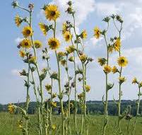 Compass Plant (Silphium laciniatum) | Heartland Seed of ...