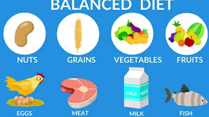 Your furry friend is definitely a member of the family. Class 2 Evs Balanced Diet Youtube