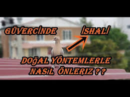 Guvercinde Ishali Dogal Yontemlerle Nasil Onleriz Youtube