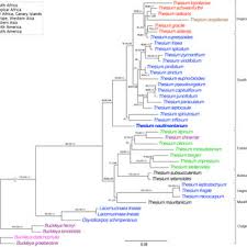 Image result for Thesium megalocarpum