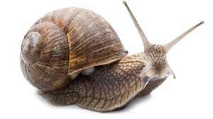 Schnecken gibt es überall, an land und im wasser, mit und ohne haus. Die Schnecke Zwitterwesen Mit Und Ohne Haus Radiowissen Bayern 2 Radio Br De