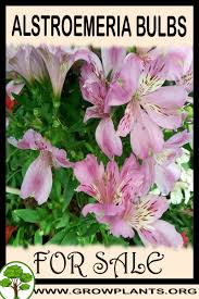 Burpee perennial tulip mix | 20 large flowering fall bulbs for planting, multiple colors. Alstroemeria Bulbs For Sale Grow Plants