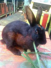 Jus yang kaya manfaat ini terdiri dari perpaduan antara buah apel, tomat serta wortel. Kelinci Otak Promil