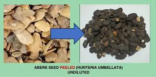 Image result for Hunteria