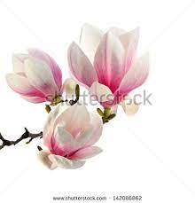 Flower Images Stock Photos Images Pictures Shutterstock Flower Painting Blossoms Art Magnolia Flower