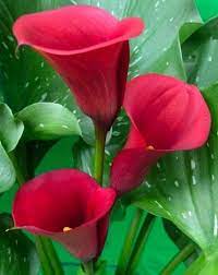 Pin Von Vivi Bravo Auf Favorite Plants And Flowers Exotische Blumen Beste Blumen Ungewohnliche Blumen
