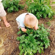 There's nothing like having a home garden to make you begin to appreciate the trials and this time around, we're taking aim at insect pests, which have the potential to turn your formerly lush a very similar homemade pesticide to the oil spray is a soap spray, which is also effective for controlling. Organic Pest Control Spray For Gardens