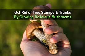Feb 02, 2020 · oyster mushrooms are edible fungi that grow in overlapping clusters on wood… usually on hardwood logs, stumps, and standing dead trees. Get Rid Of Tree Stumps Trunks By Growing Delicious Mushrooms