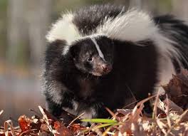 How To De Skunk A Dog