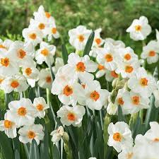 Daffodil Bulbs Tazetta Geranium Daffodil Bulbs Bulb Flowers Planting Daffodil Bulbs