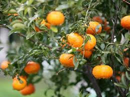 All fruit trees can be shipped to you at home. How To Protect Citrus Trees From Frost Hgtv