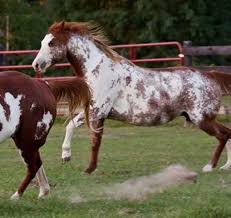 Black And White Paint Horses For Sale Near Me Pin On Horses