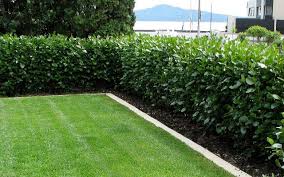 Pin By Brook On Garden Ideas Hedges Landscaping Garden Hedges Backyard Landscaping