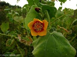 Image result for Abutilon hirtum