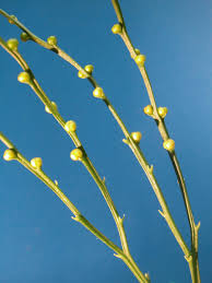 Image result for Psilotum nudum