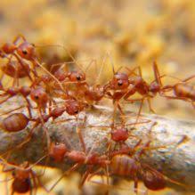 Complete pest control services is a pest control company that provides animal removal, pest control, and exterminator services as well as other services to pittsburgh and the surrounding areas. 48 Pest Control Ideas Pest Control Pests Pest Control Services