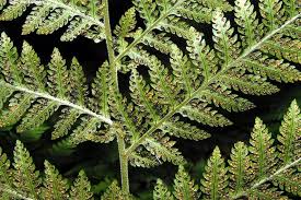 Image result for Lastreopsis