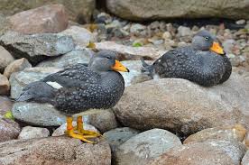 Birds That Cant Fly 12 Surprising Flightless Birds Flightless Bird Puffins Bird Birds