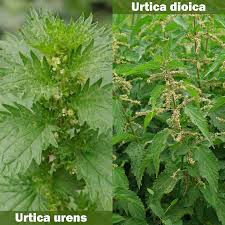 Image result for Urtica