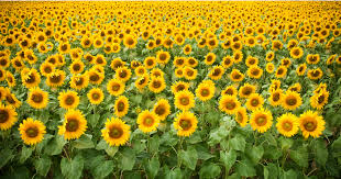 Avas flowers takes great pride in our unbeatable commitment to customer satisfaction. Fall Festivals 25 Ways To Celebrate Fall Fun In 417 Land