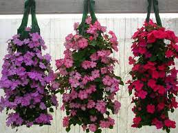 Flower Pouches Hanging Baskets Google Search Panier Suspendu Fleurs Tombantes Pot Plante