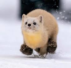 This cute Ferret running: Eyebleach