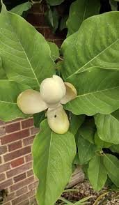 Image result for Magnolia delavayi