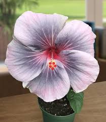 Image result for Hibiscus noldeae