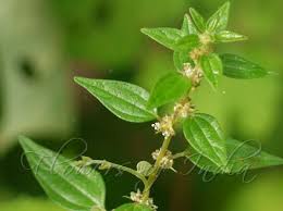 Image result for Pouzolzia parasitica