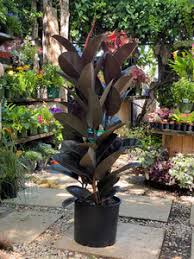 Image result for ficus elastica flower