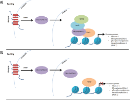 There are two types of. Exome Sequencing Revealed Dna Variants In Ncor1 Igf2bp1 Sglt2 And Nek11 As Potential Novel Causes Of Ketotic Hypoglycemia In Children Scientific Reports